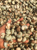Raw  Cashew Nut